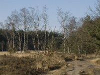 Mixed forest-Gemengd bos